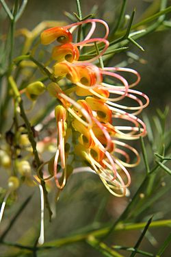  Grevillea dielsiana