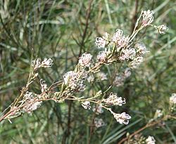  Grevillea endlicheriana