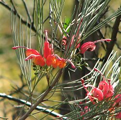  Grevillea erectiloba