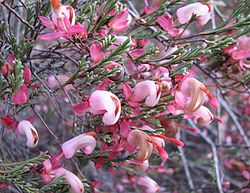  Grevillea involucrata