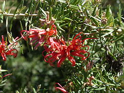  Grevillea juniperina