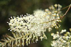  Grevillea leptopoda