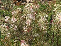  Grevillea levis