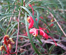  Grevillea nudiflora