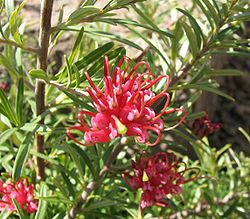  Grevillea obtusifolia