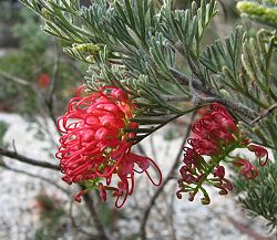  Grevillea preissii glabrilimba