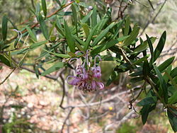  Grevillea sericea