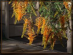  Grevillea tenuiloba