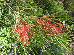 Grevillea tetragonoloba