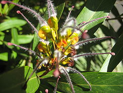 Grevillea venusta