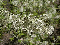  Grevillea vestita