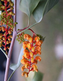  Grevillea wickhamii subsp aprica