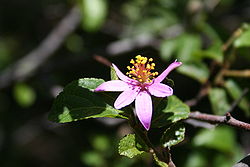  Grewia occidentalis