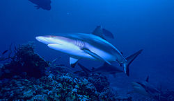 Carcharhinus amblyrhynchos