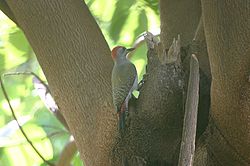 Pic goertan (Dendropicos goertae), Mali
