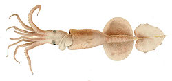  Grimalditeuthis bonplandii  sans ses tentacules.