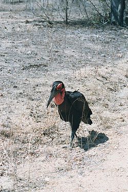 Ground hornbill 2003.jpg