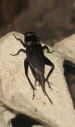  Gryllus bimaculatus femelle