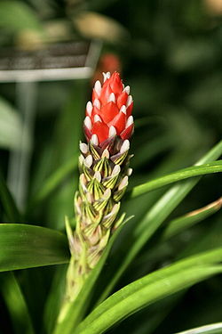  Guzmania monostachya var. alba