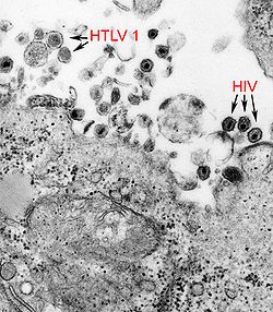  Virus HTLV-1 & HIV-1