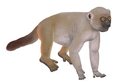  Hadropithecus stenognathus