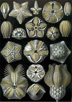  planche de Blastoidea dans le Kunstformen der Natur de Ernst Haeckel
