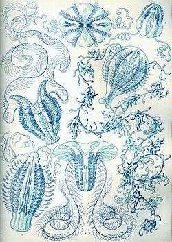 Ctenophoraedans Kunstformen der Natur, 1904 de Ernst Haeckel