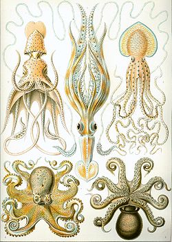 Planche de Ernst Haeckel concernant les céphalopodes