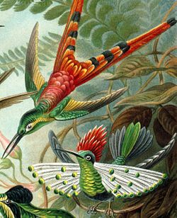 Lophornis gouldii (en bas)sur une planche de Ernst Haeckel