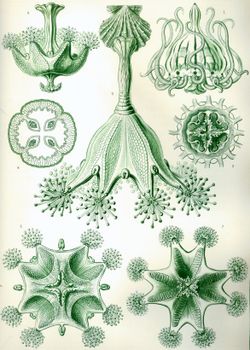  Stauroméduses dans Kunstformen der Naturd'Ernst Haeckel, 1904