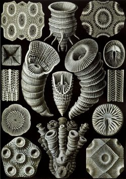  "Tetracoralla" dans Kunstformen der Naturd'Ernst Haeckel, 1904