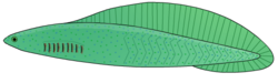  Dessin d'artiste de Haikouichthys  ercunensis