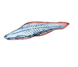  Dessin de Haikouichthys  ercaicunensis