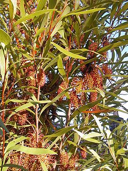  Hakea archaeoides