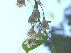  Halesia tetraptera