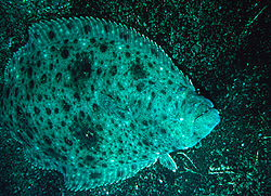  Paralichthys californicus