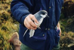  Pétrel bleu  (Halobaena caerulea)  tenu en main lors d'une opération de baguage