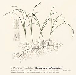  Halodule uninervis (Forsk.) Aschers.Cronquist