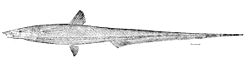  Halosauropsis macrochir