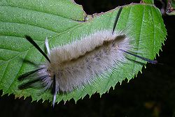  Halysidota tessellaris