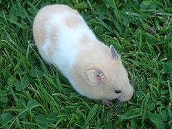  Hamster doré (Mesocricetus auratus)