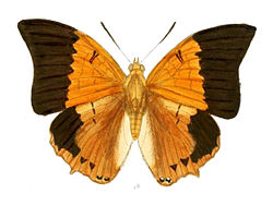   Charaxes psaphon