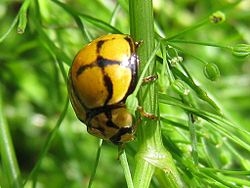  Harmonia testudinaria