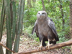  Buse couronnée (H. coronatus)