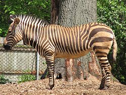  Equus zebra hartmannae