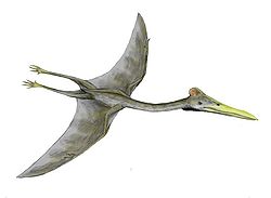  Reconstitution graphiquede Hatzegopteryx sp.