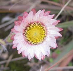  Helichrysum adenocarpum