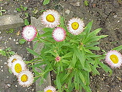 Helichrysum bracteatum