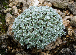  Helichrysum pagophilum