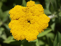  Helichrysum umbraculigerum